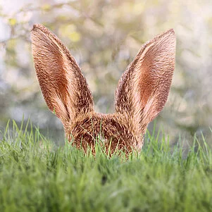 Osterhase versteckt sich hinter Grashalmen mit Osterkorb und Ostereiern